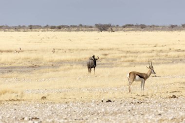 Etosha 'da bir bufalo