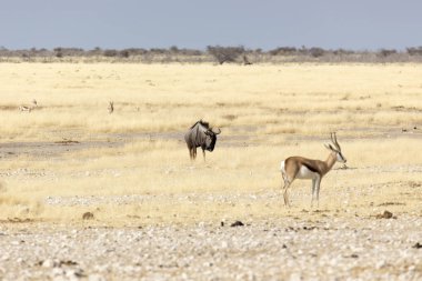 Etosha 'da bir bufalo