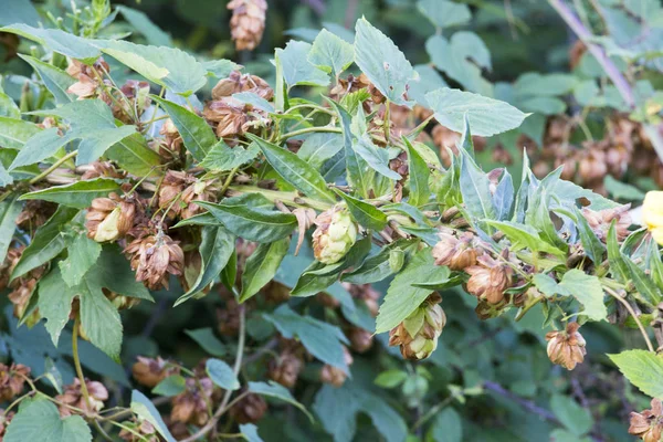 Cones of wild hop in the bush — Stock Photo, Image
