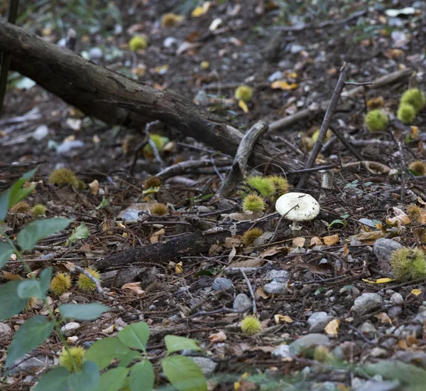 inedible mushroom in the wood during autumn