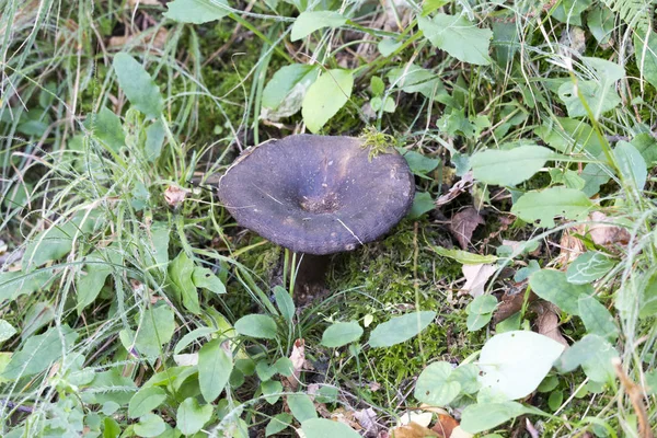 Несъедобный гриб в лесу осенью — стоковое фото