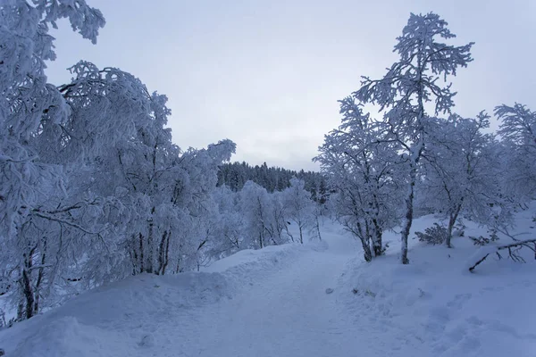 Uma paisagem congelada na Lapônia durante o inverno — Fotografia de Stock