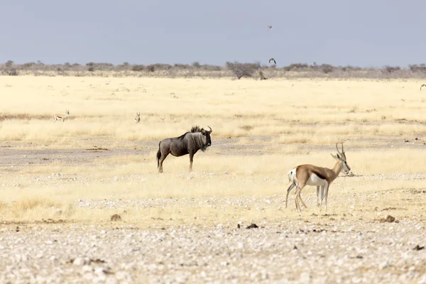 Um búfalo em Etosha — Fotografia de Stock