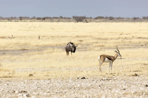 Egy bölény Etosha-ban. — Stock Fotó