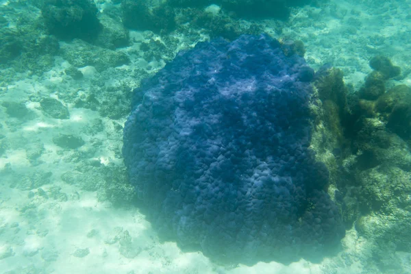 Вид на кораловий риф — стокове фото