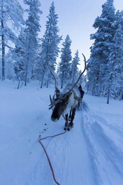 Slittino di renne in Lapponia durante la notte polare — Foto Stock