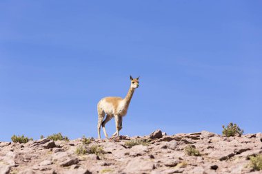 Kayalıklarda yürüyen yalnız bir guanaco