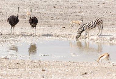 Zebra ve devekuşları su birikintisinde içiyorlar.