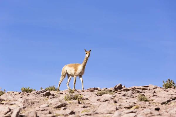 Egy magányos guanaco sétál a sziklákon. — Stock Fotó
