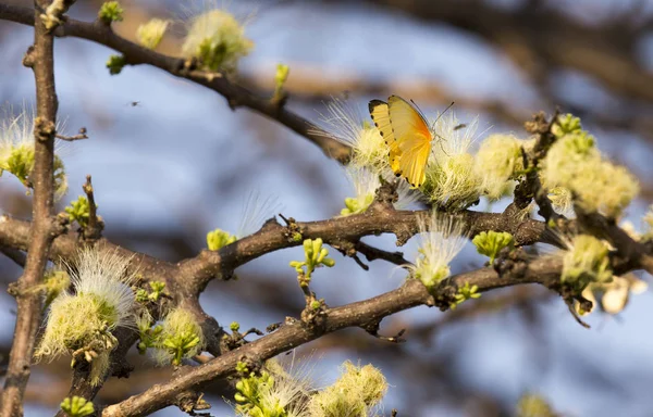 Gros plan d'un papillon jaune sur un arbre — Photo