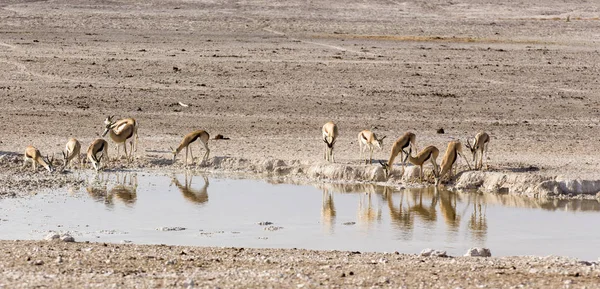 Érkező állatállománytól víz lyuk a sivatagban — Stock Fotó