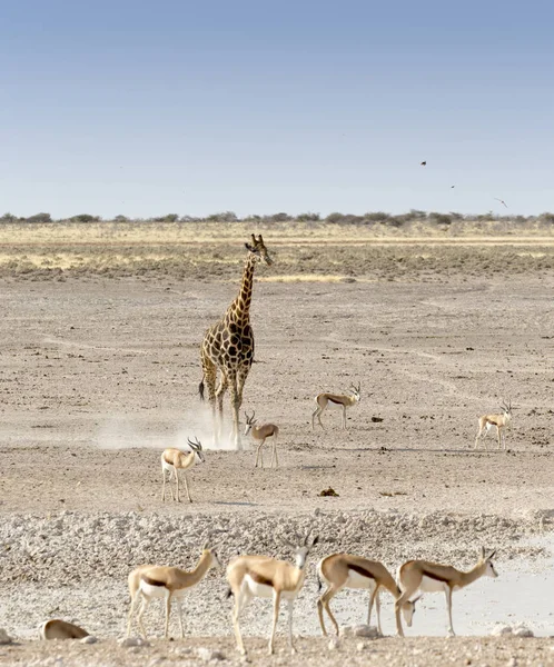 Одинокий жираф в намибийской саванне — стоковое фото