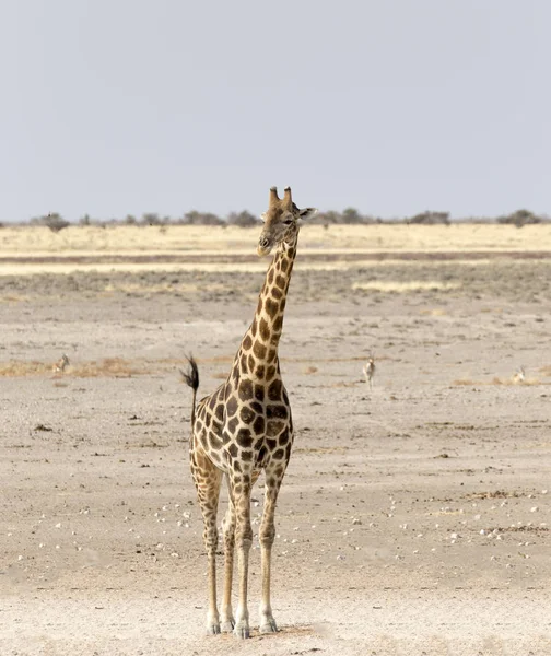 A Lonely giraffe in Namibia — Stock Photo, Image
