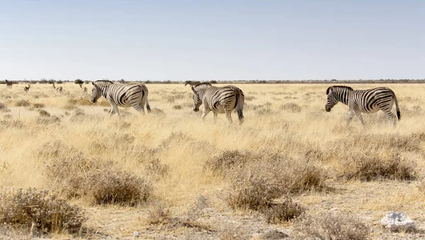 Muitas zebras andando na grama — Fotografia de Stock