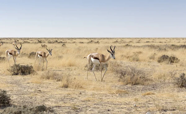 Algunos springboks en la sabana namibia —  Fotos de Stock