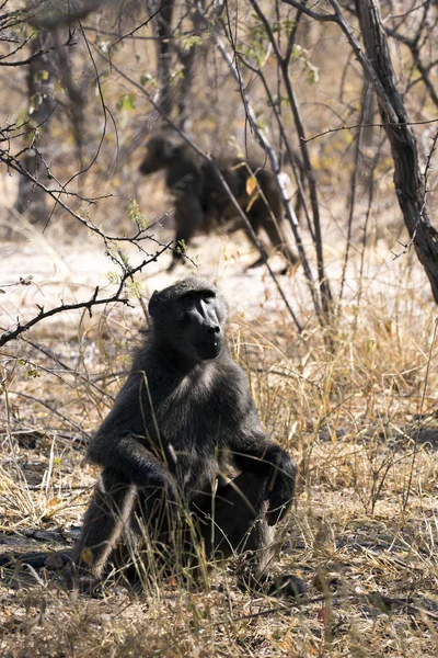 Großer pavian in namibia — Stockfoto