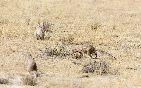 Ardilla del Cabo en Namibia —  Fotos de Stock