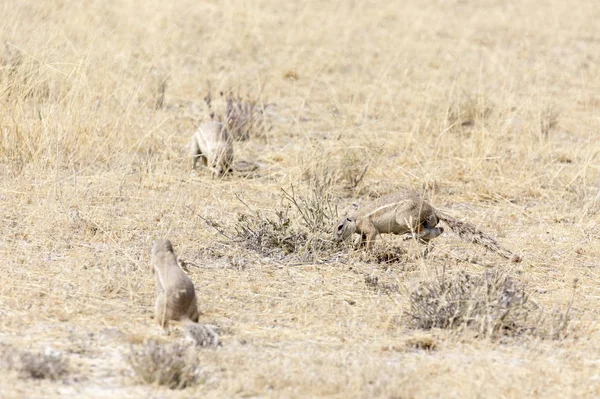 Cape ground squirrel in Namibia — Stock Photo, Image
