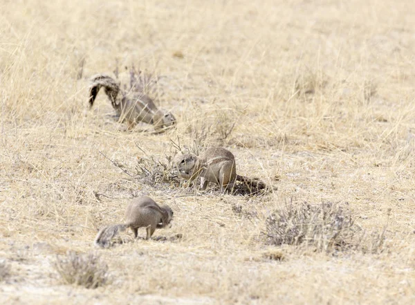 Fokföldi mókus Namíbiában — Stock Fotó