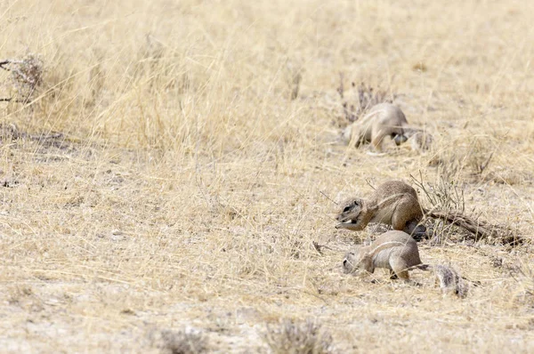 Écureuil du Cap en Namibie — Photo
