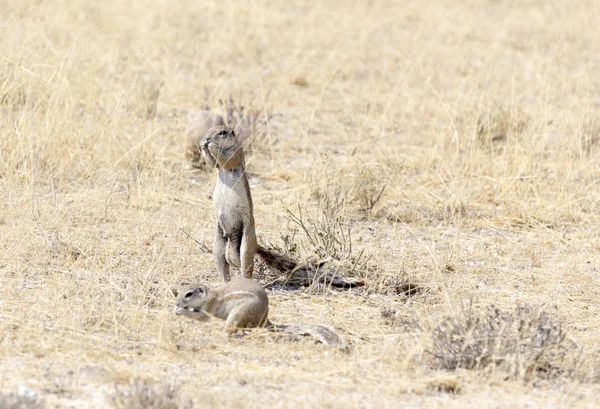 Kap-Ziesel in Namibia — Stockfoto
