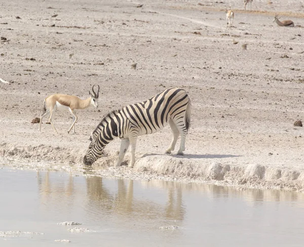 斑马在水坑里喝水 — 图库照片