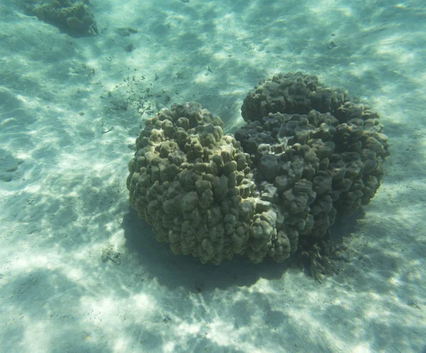 Hermosos corales en el arrecife — Foto de Stock