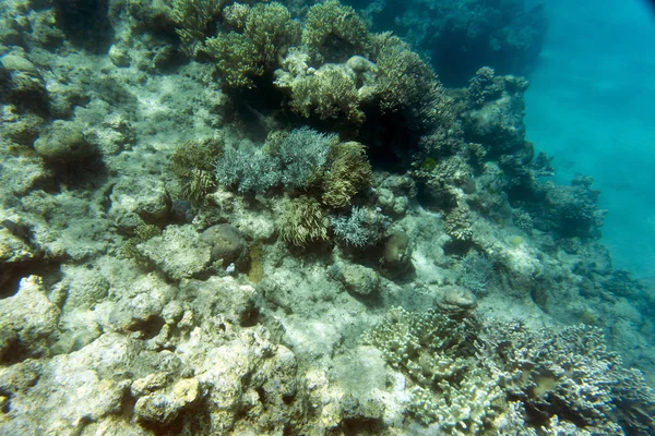 Bellissimi coralli nella barriera corallina — Foto Stock