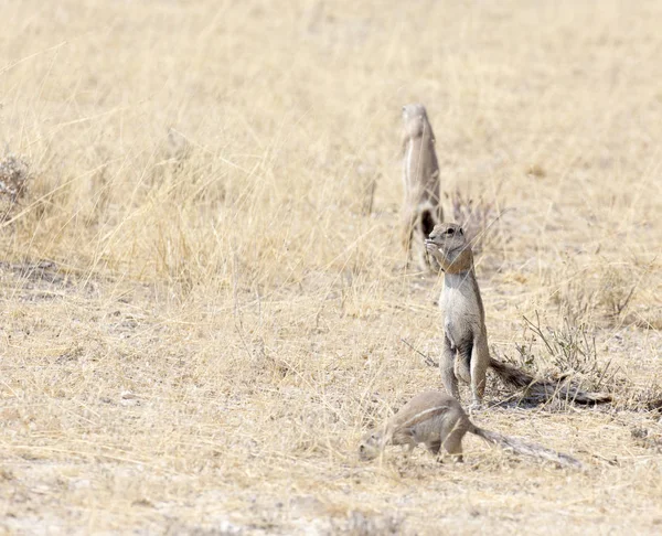 Kap-Ziesel in Namibia — Stockfoto