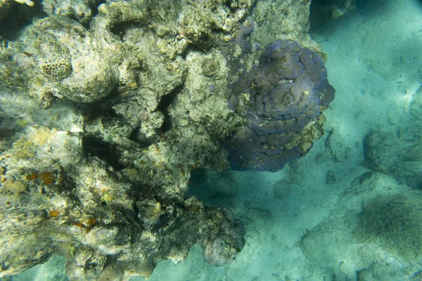 Prachtige koralen in het rif — Stockfoto