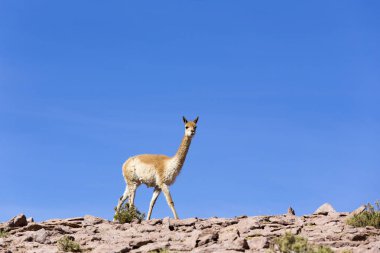 Kayalıklarda yürüyen yalnız bir guanaco