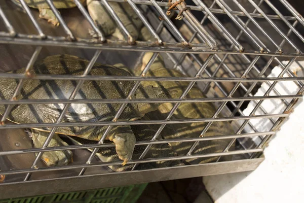 Läckra sköldpaddor på marknaden i Hanoi — Stockfoto