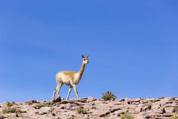 Un guanaco solitario caminando sobre las rocas — Foto de Stock