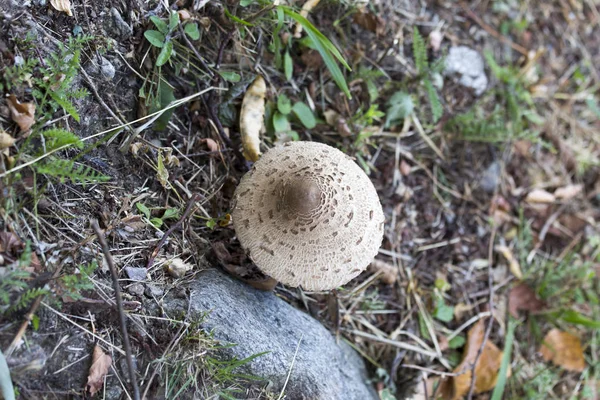 Фото гриба, сделанное в Вальтеллине — стоковое фото