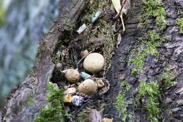 Photo de champignon prise en Valtellina — Photo
