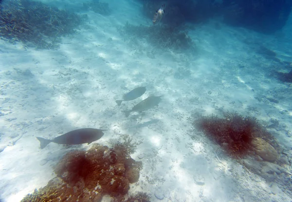 Naso unicornis y otros peces — Foto de Stock