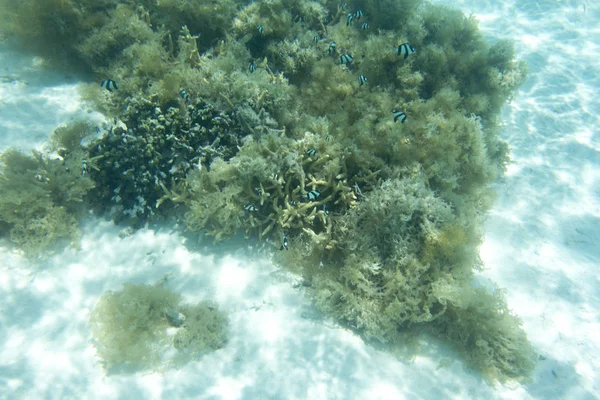 Hermosos corales en el arrecife — Foto de Stock