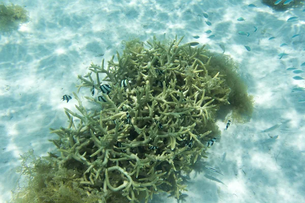 Beautiful corals in the reef — Stock Photo, Image