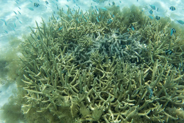 Красиві корали в рифі — стокове фото