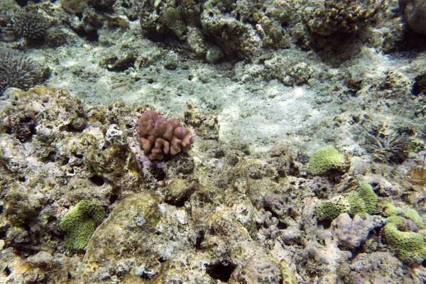 Beautiful corals in the reef — 스톡 사진