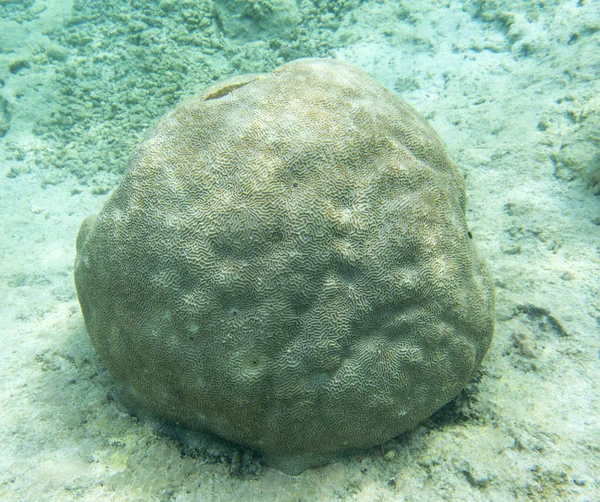 Красивые кораллы на рифе — стоковое фото
