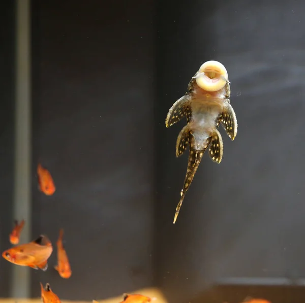 Magnifique aquarium d'eau douce planté — Photo