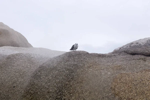 Mooie zee vogel — Stockfoto