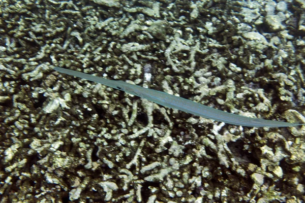 En smuk blåplettet cornetfish - Stock-foto