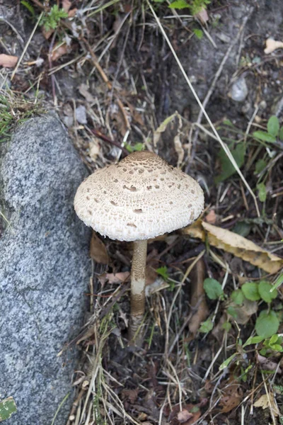 Фото гриба, сделанное в Вальтеллине — стоковое фото