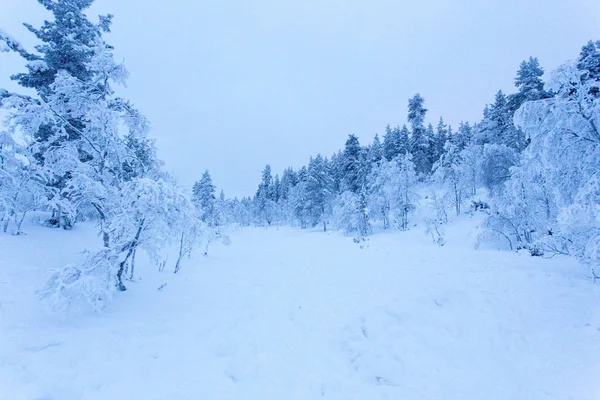 Bevroren landschap tijdens Polar Night in Saariselka — Stockfoto
