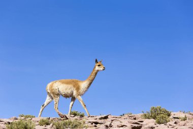 Kayalıklarda yürüyen yalnız bir guanaco