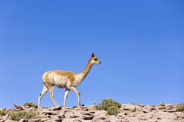 Kayalıklarda yürüyen yalnız bir guanaco
