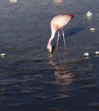 And dağlarında güzel bir flamingo fotoğrafı.