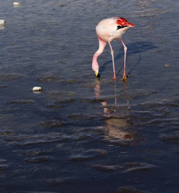 And dağlarında güzel bir flamingo fotoğrafı.